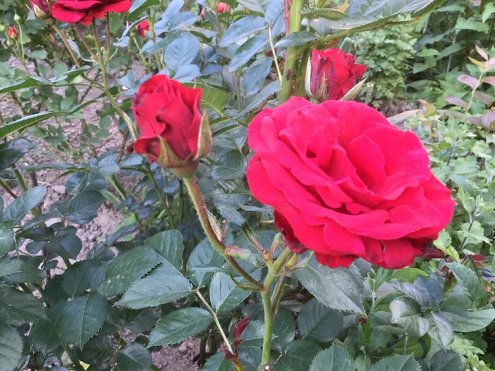 image - Flori 2016