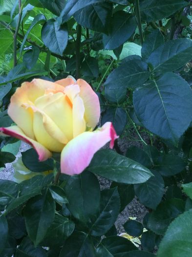 image - Flori 2016