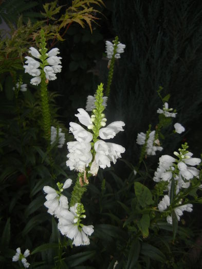 Physostegia virginiana Alba ('15,Jul.19)