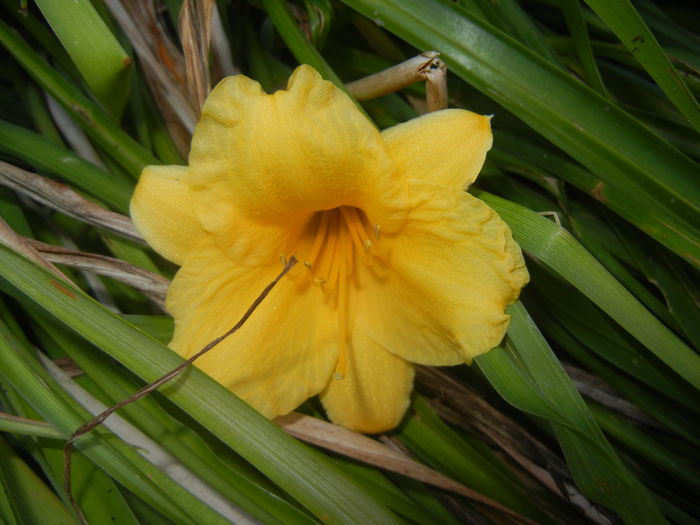 Hemerocallis Stella de Oro (2015, Aug.03)