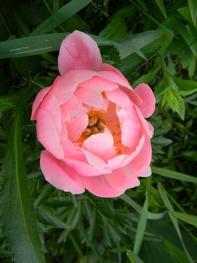 Pink hawaiian coral