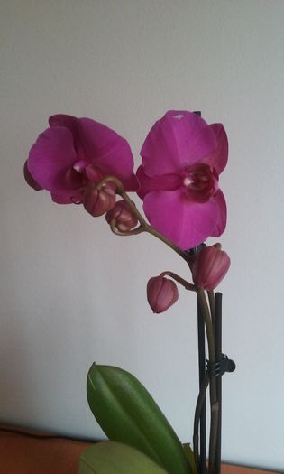 Orhidee 4 - Orhidee