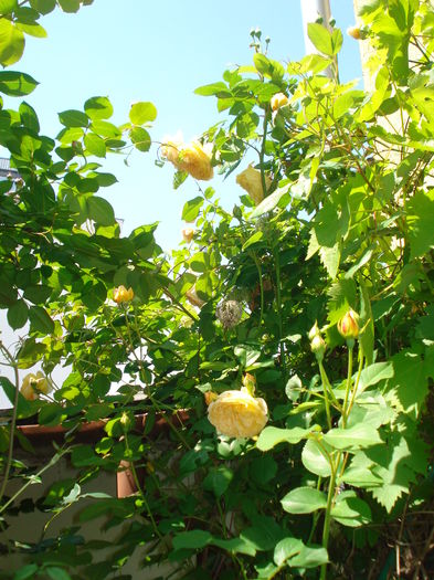 Crown Princess Margareta