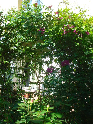 DSC02051 - Gradina 2016