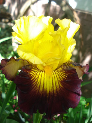 Snapshot - Gradina 2016