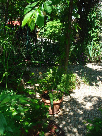 DSC02083 - Gradina 2016