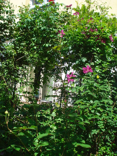 DSC02081 - Gradina 2016