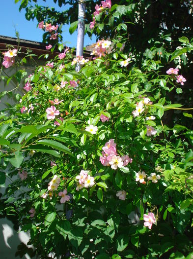 DSC02086 - Gradina 2016