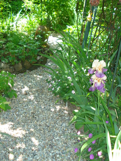 DSC02115 - Gradina 2016