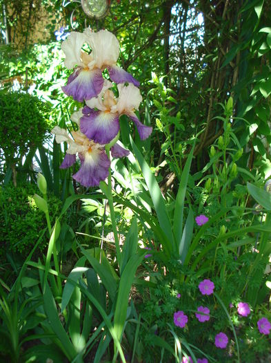 DSC02113 - Gradina 2016