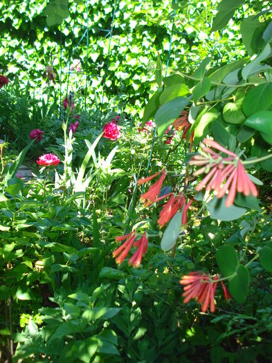 DSC02123 - Gradina 2016