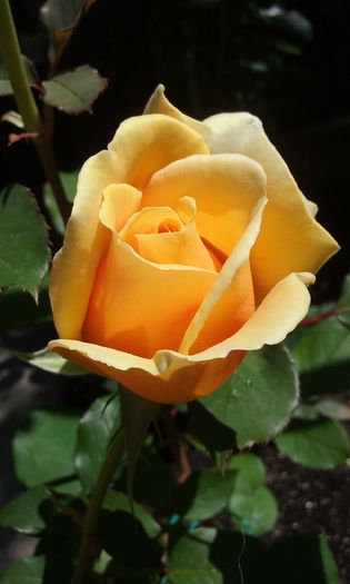 061