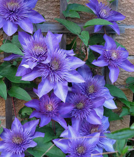 clematis-multi-blue - 1Clematis dorinte