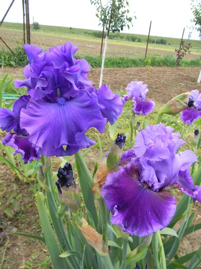 Purple Ritz- Wicked woman - Irisi 2016