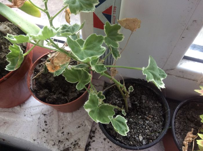 image - diverse plante de camera