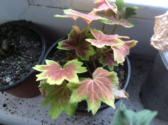 image - diverse plante de camera