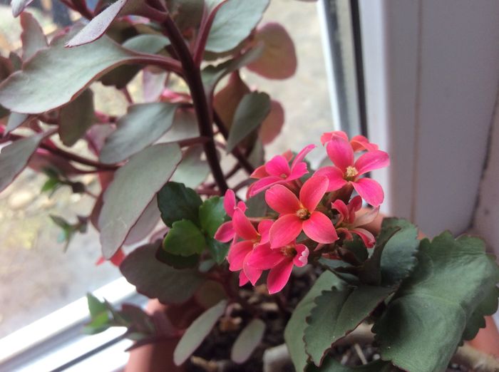 image - diverse plante de camera