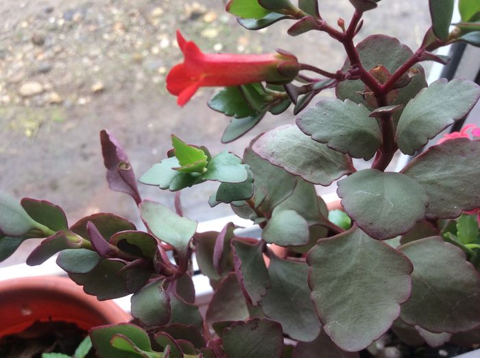 image - diverse plante de camera