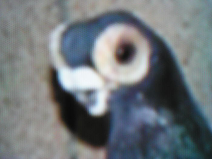 BARB  POLONEZ; Indianul polonez albastru
