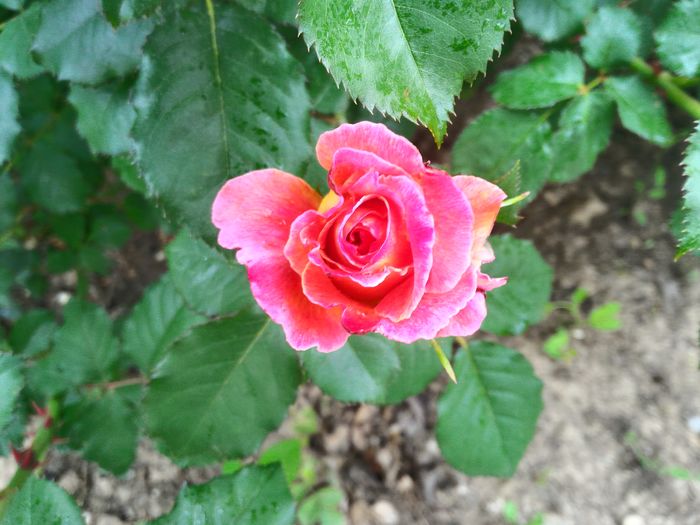 P_20160516_114406_HDR