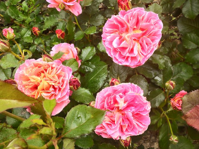 P_20160516_114346_HDR