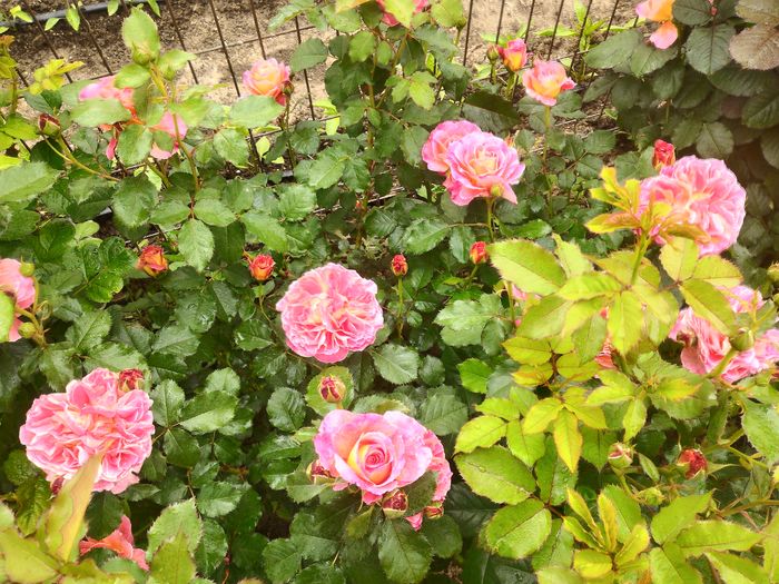 P_20160516_114338_HDR