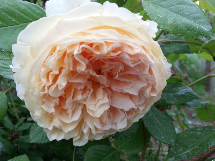 20160513_182710[1] - crown princess margareta