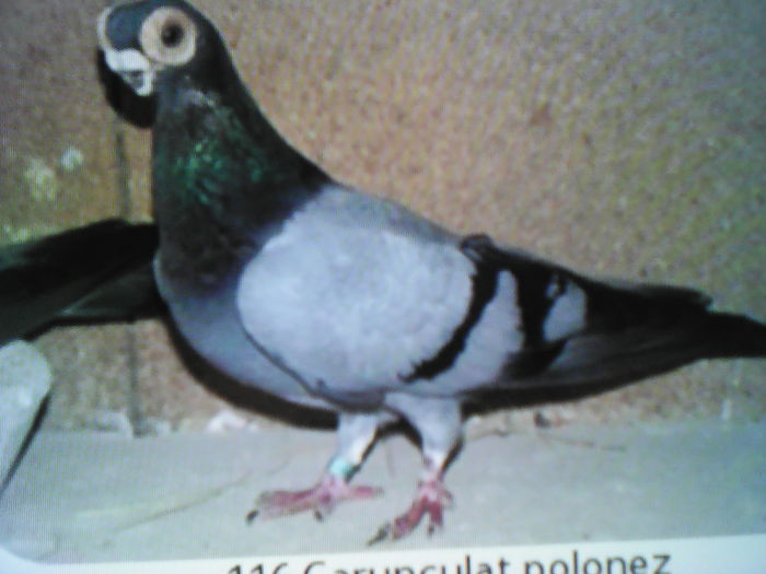 BARB POLONEZ    albastru