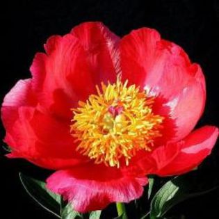 P flame-1 flori de foc unice roșii au un puternic, foarte potrivite pentru tulpinile tăiate. Inaltim - 00 Achizitii 2016