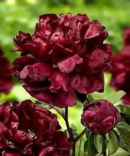 P Francois ORTEGA flori parfumate roșu-violet, cu textură catifelată neagră. Inaltime 90 cm.P1127 - 00 Achizitii 2016