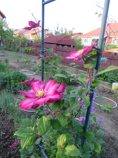 IMG_7530 - Clematite 2016