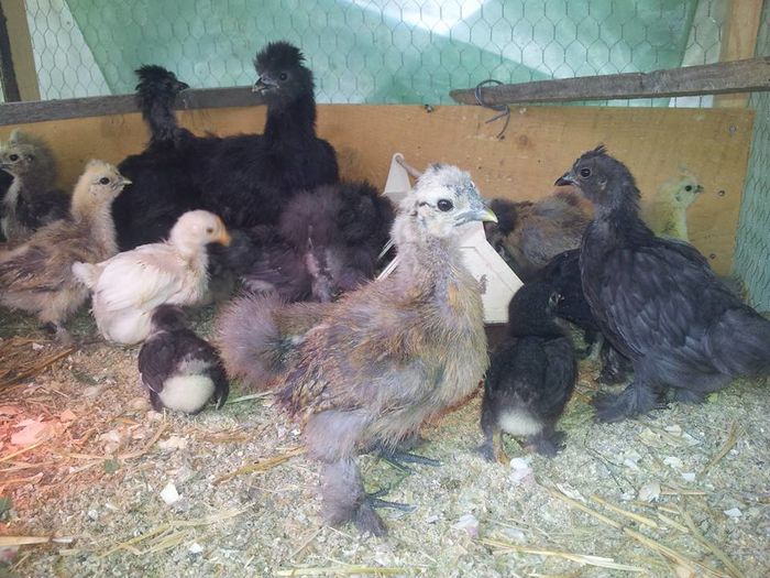 13227020_1237885806284521_6950046596561893961_n