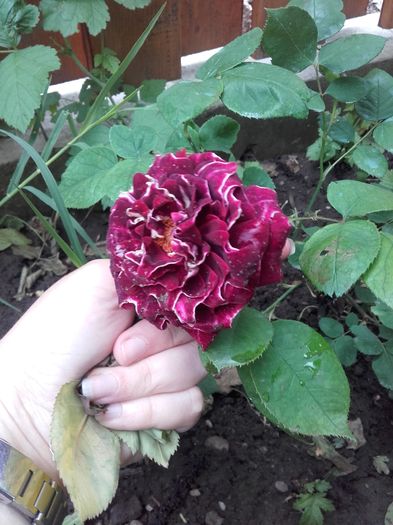 floarea rezistă o săptămână