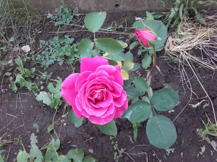 floarea rezistă cam o săptămână - trandafiri 2016-2
