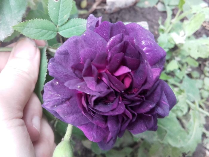 floarea rezistă o săptămână - trandafiri 2016-2