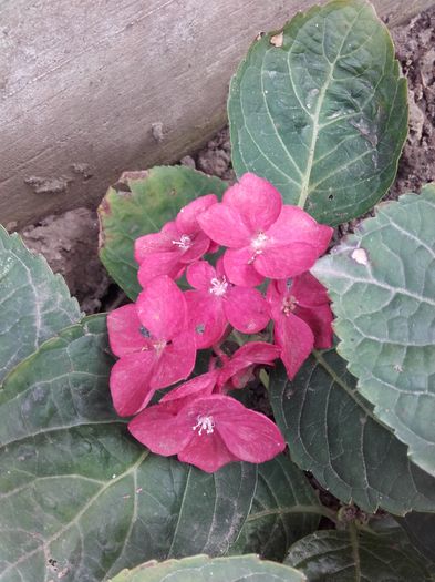 hortensie - ALTE FLORI