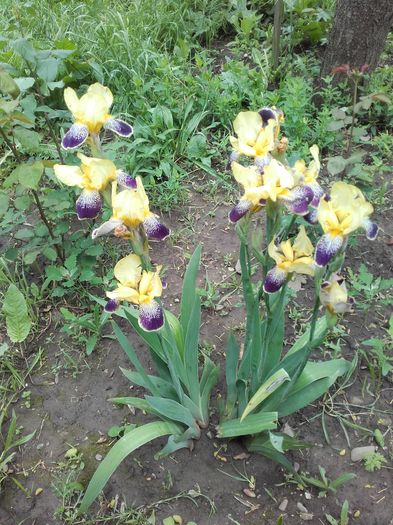  - ALTE FLORI