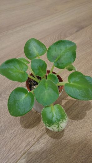 eliksik; pui achizitionat in Mai 2016
