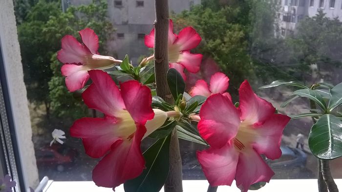 WP_20160516_15_29_24_Pro[1] - adenium