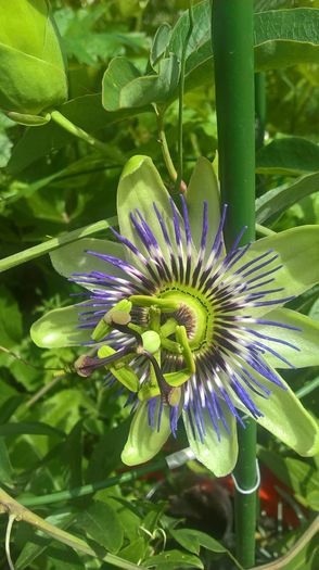 WP_20160516_14_48_32_Pro - Passiflora caerulea