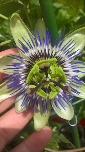 WP_20160516_14_48_19_Pro - Passiflora caerulea