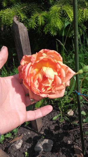 Dimov - nr. 13 - Trandafiri 2016