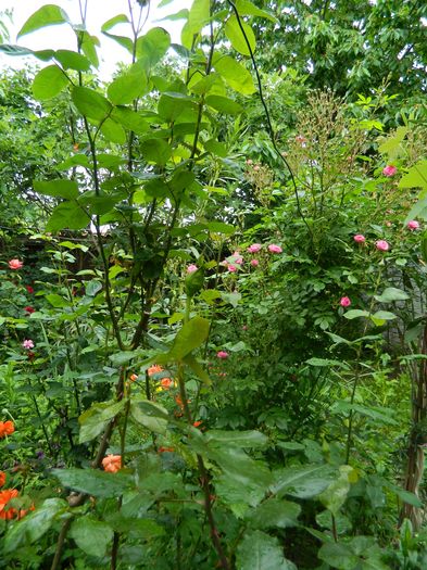 DSCN8540 - 2016 MAI_3