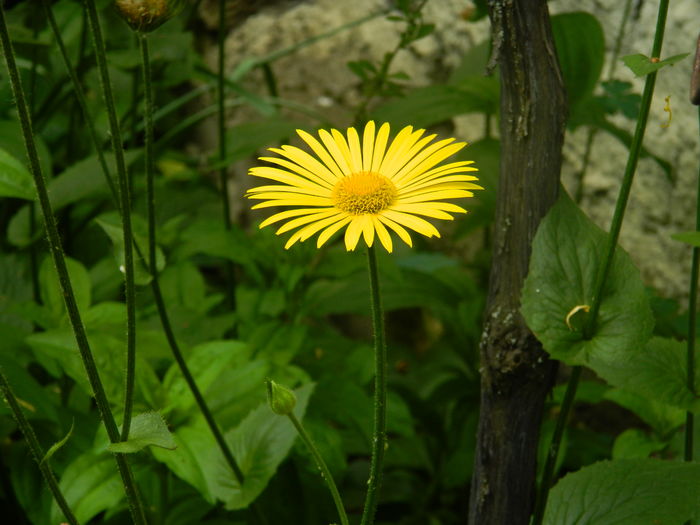 DSCN8562