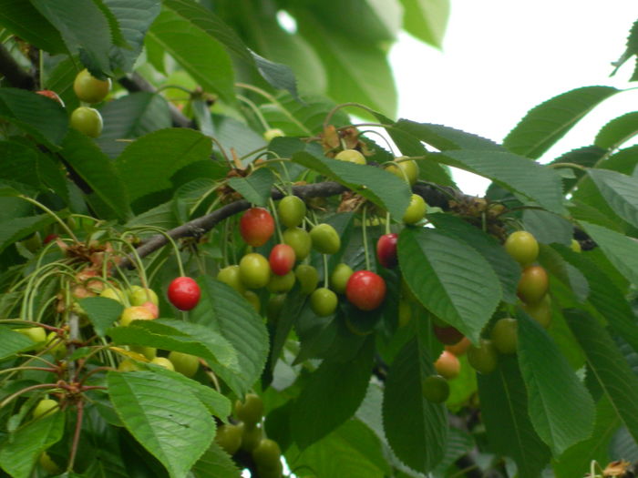 DSCN8582