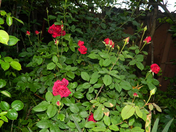 DSCN8610