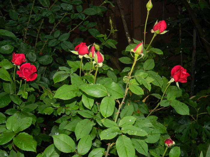 DSCN8613