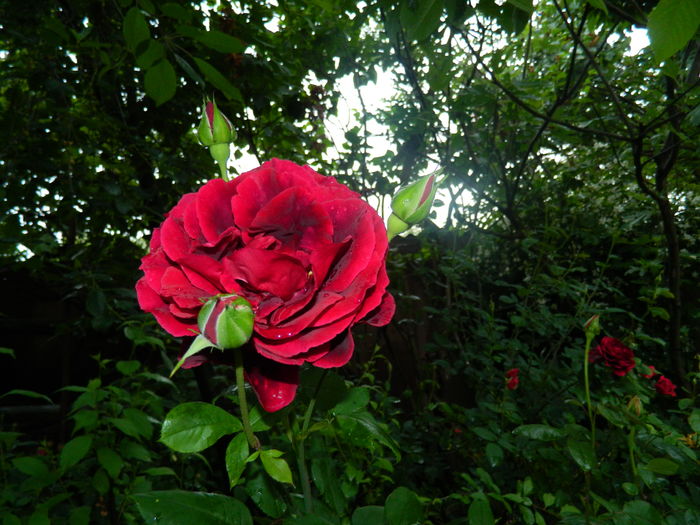 DSCN8616