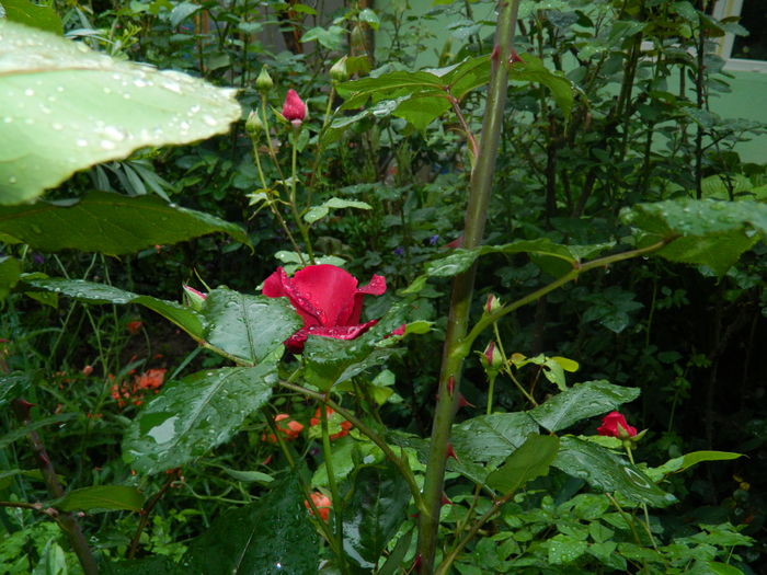 DSCN8619