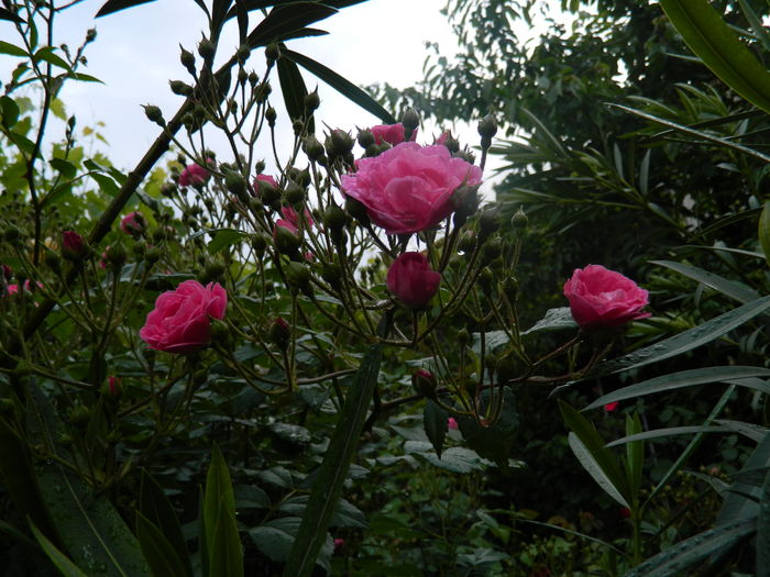 DSCN8622